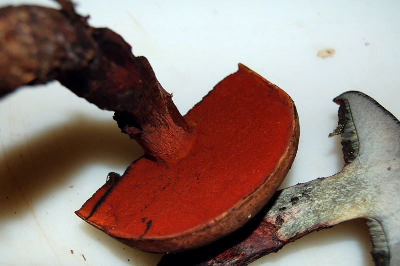 Boletus da determinare.